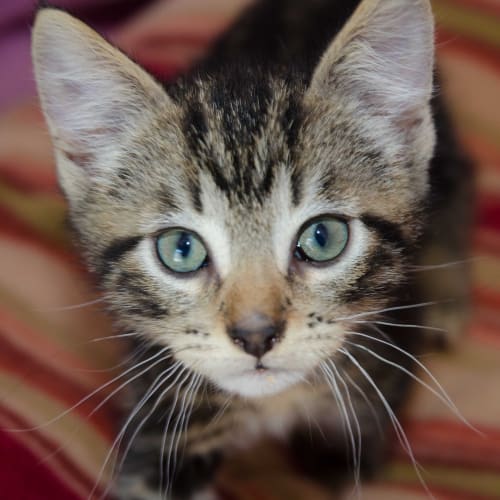 No photo for Tippy ** Adoption Pending**