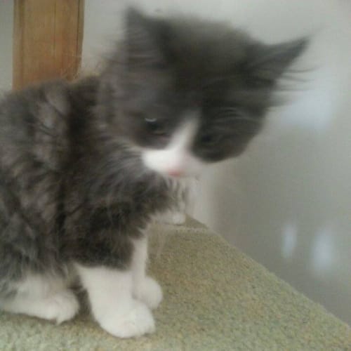 No photo for Effie*On Trial With Her New Family*