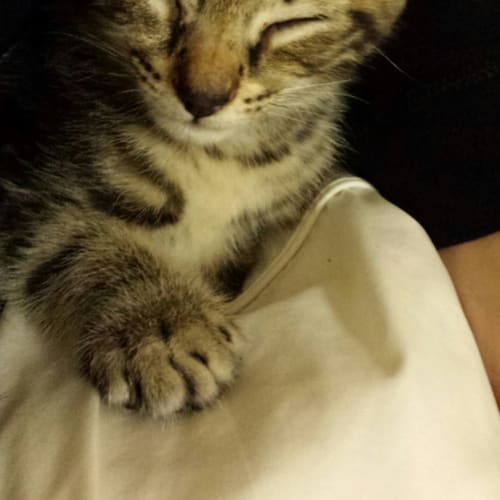 No photo for Tristan,Tyler And Travis (8 Wk Old Kittens)