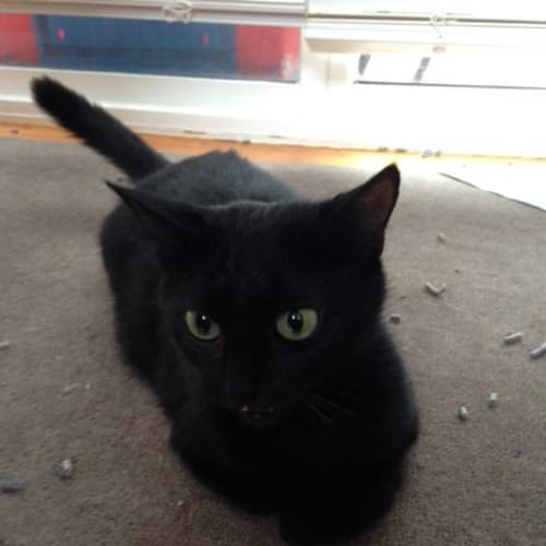 Panther