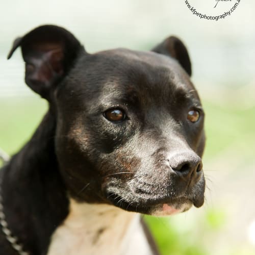 No photo for Missy $200 Staffy Special!!! Id8284