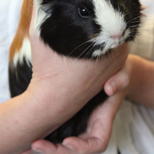 Milly