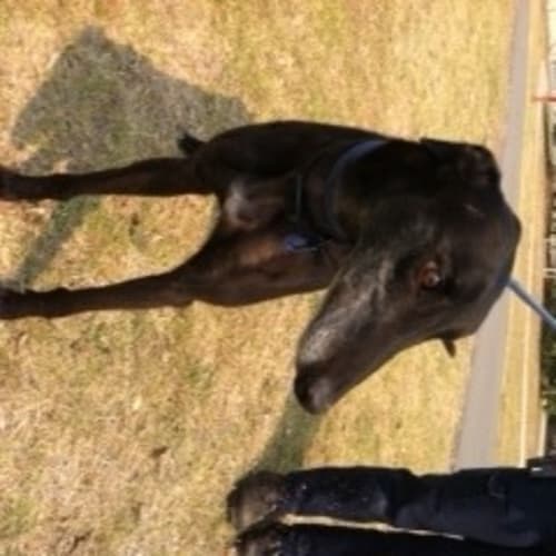 No photo for Aussie Jack