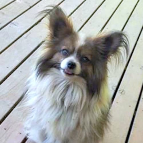 Merlin - Special Needs