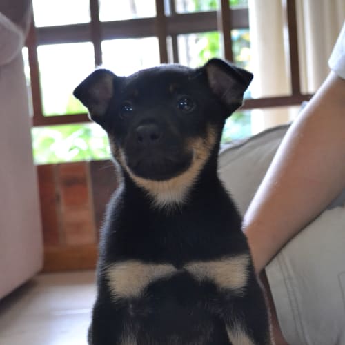 Brutus
