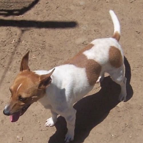 Denny