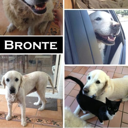 Bronte