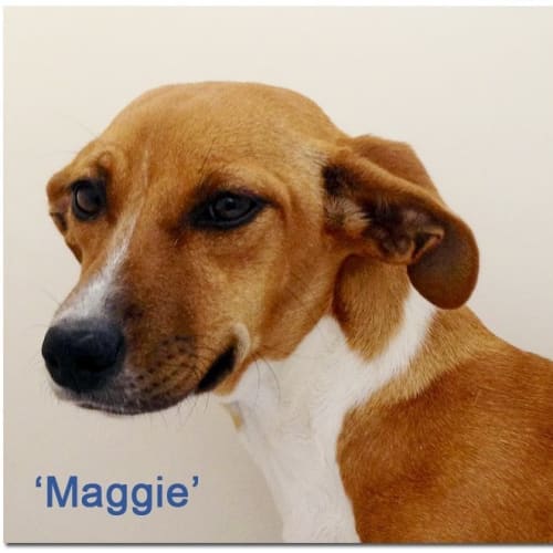 Maggie