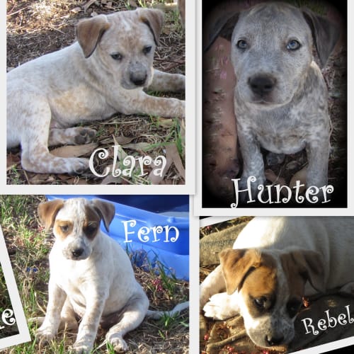 We have puppies!Medium size!