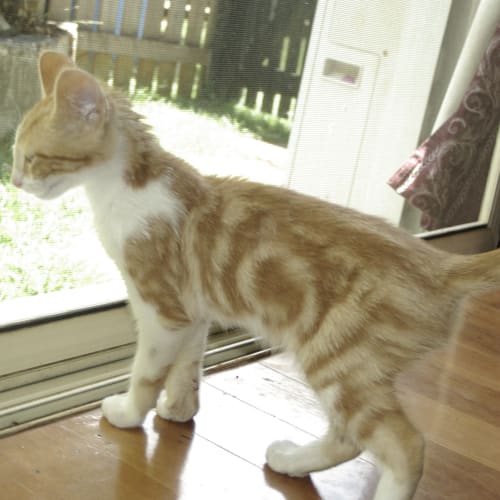 Roscoe (on trial with his new family)