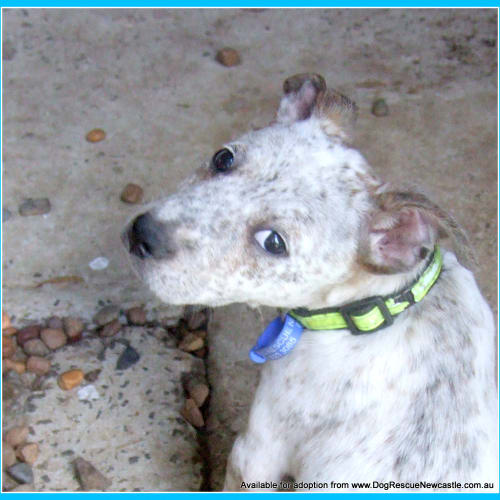 Puppy Calli (On Trial 4/12/13)
