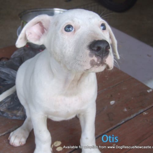 Puppy Otis (On Trial 4/12/13)