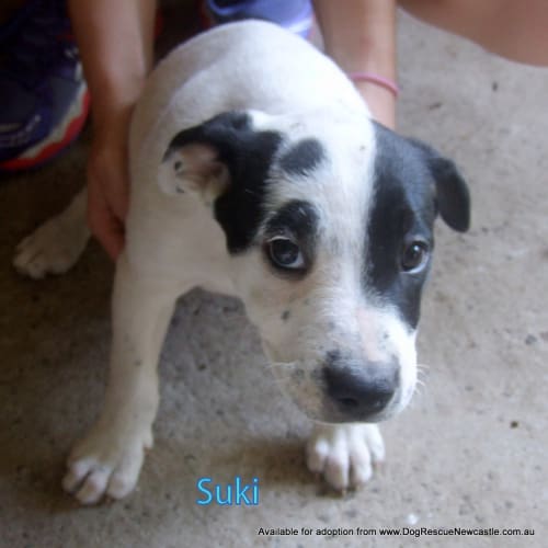 Puppy Suki (On Trial 8/12/13)