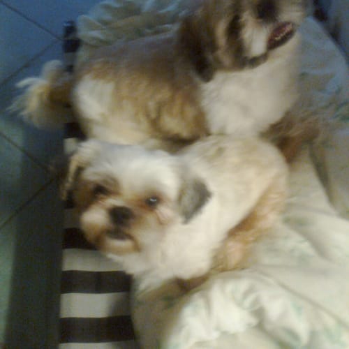 Toby and Angel (Squawks Pet Store)