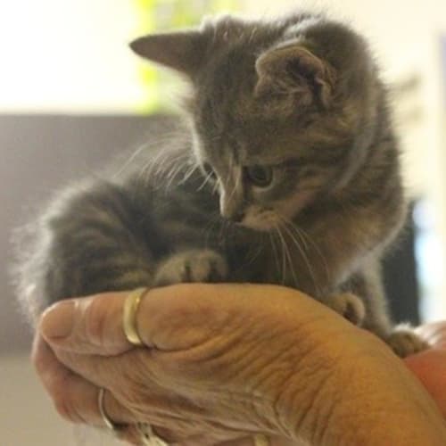No photo for Misty (C2169) Adoption Pending
