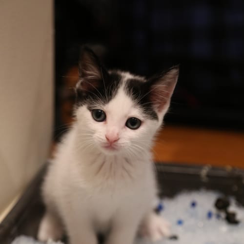 Luna