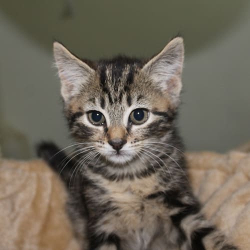 No photo for Tabby