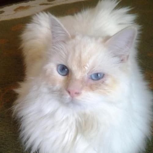 Benny