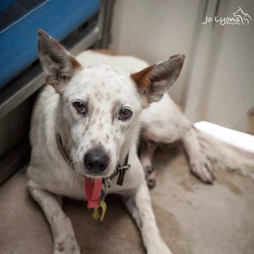 No photo for Meg   **Such A Gentle Girl**