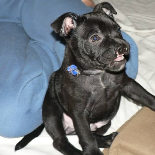 Puppy Wombat (On Trial 30/11/13)