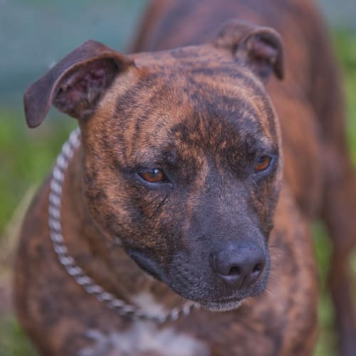 No photo for Blake $200 Staffy Special!!! Id18452