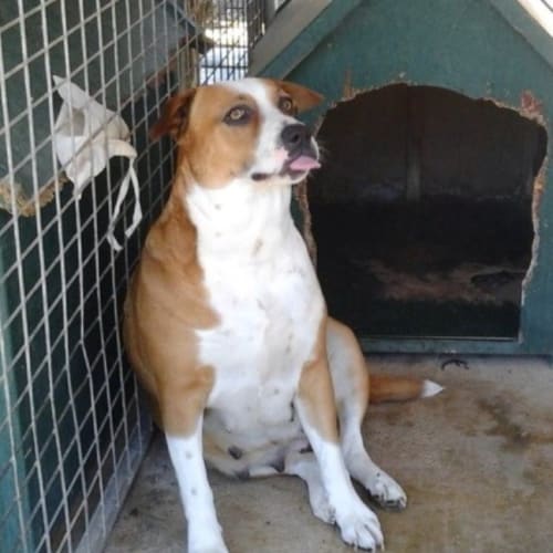 Bindi **On trial in my new home**