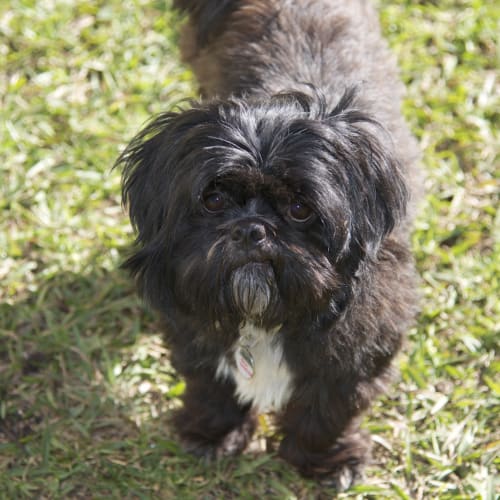 Oscar