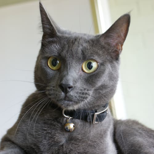 Shiloh