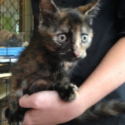Callie (Squawks Pet Store)