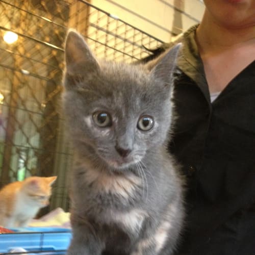 Destiny (Squawks Pet Store)