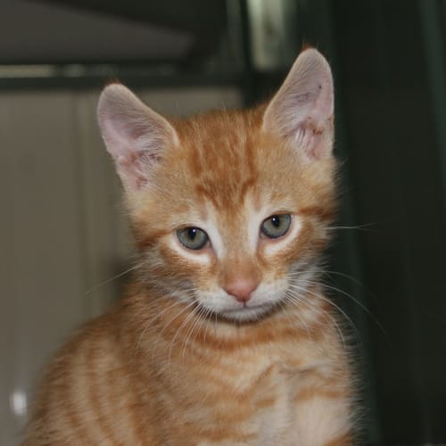 No photo for Ranga
