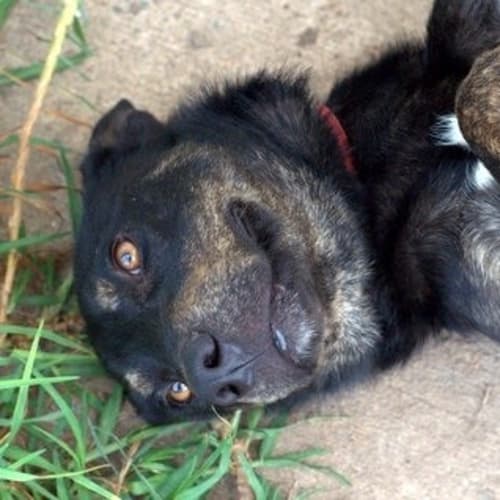 No photo for Jasper ** A Lovely Natured Kelpie**