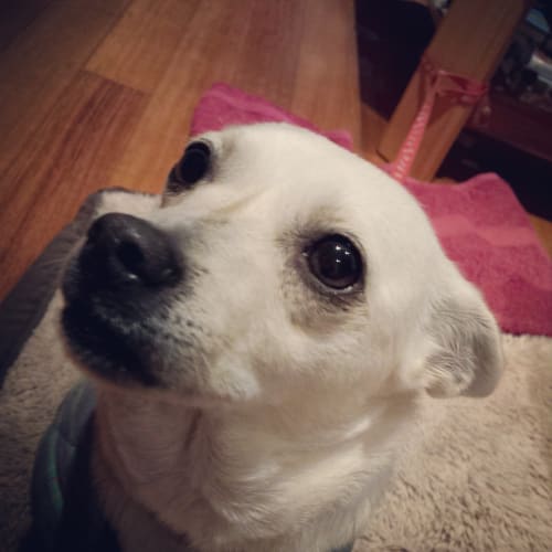 Xena - great with cats kids and dogs