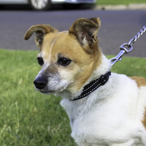 Milly Moo cat and dog friendly