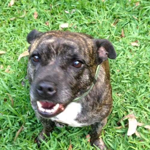 Marley (English Staffy)