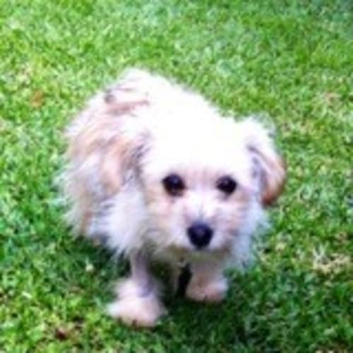 Matilda - The most lovable puppy 