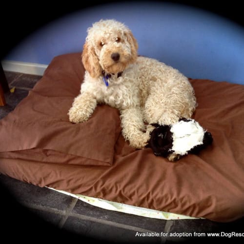 No photo for Pippa (On Trial 5/1/14)