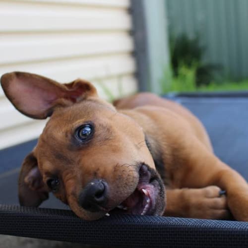 Puppy Scrappy (On Trial 16/12/13)