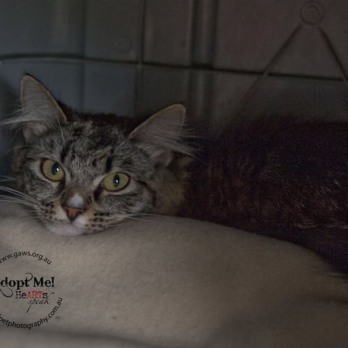 No photo for Princess $80 Cat Special!! Id18673
