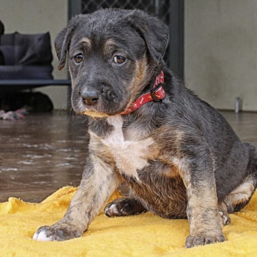 Puppy Bonnie (On Trial 15/12/13)