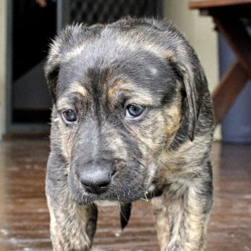 Puppy Lola (On Trial 10/12/13)