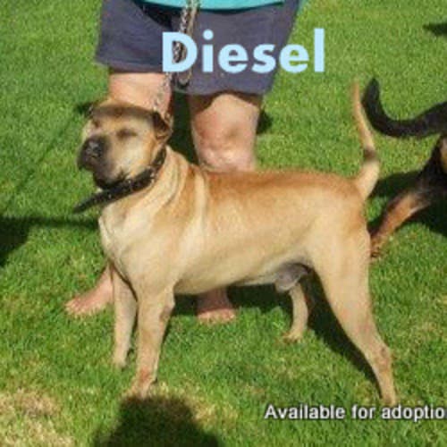 No photo for Diesel (Adopted 2/1/13)