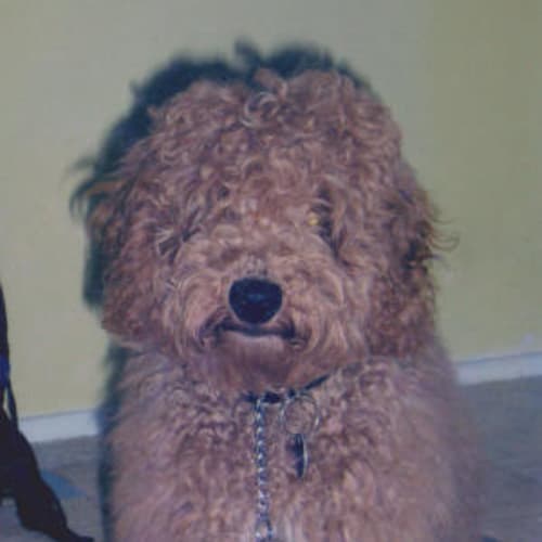 Max