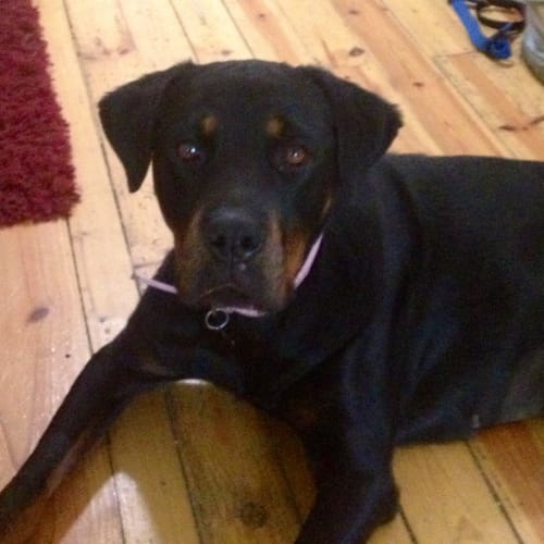 Bella bear