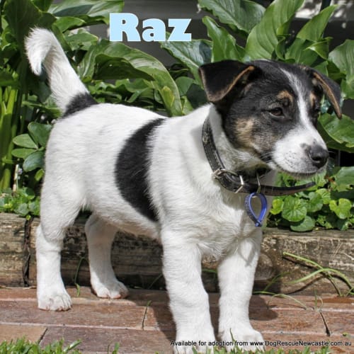 Puppy Raz (On Trial 14/12/13)