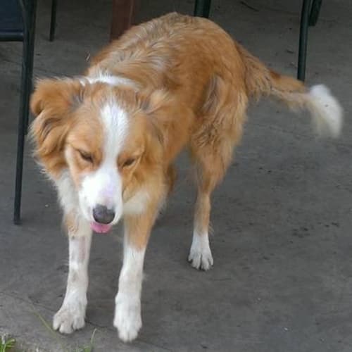 Benny