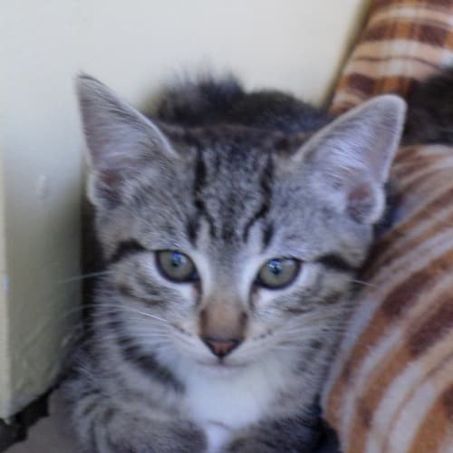 No photo for Remy (8 Wk Old Kitten)