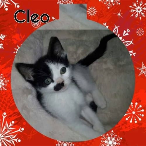 Cleo