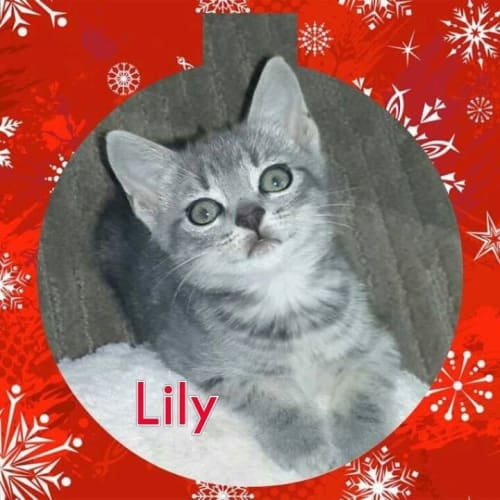 No photo for Lily