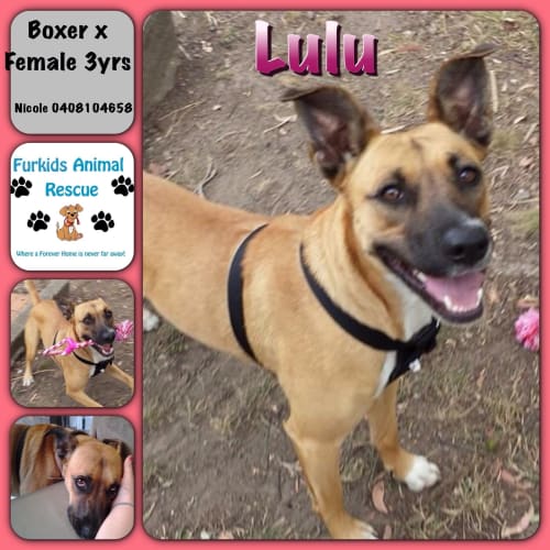 No photo for Lulu